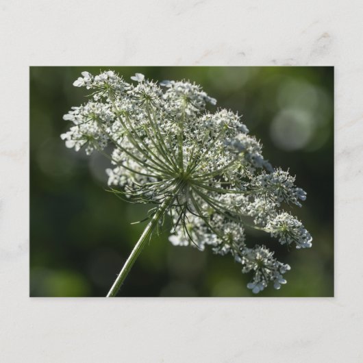 Queen Anne's Lace White Wildblume Postcard Postkarte (Vorderseite)