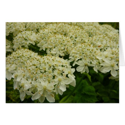 Queen Anne's Lace Wildblume Foto (Vorderseite (Horizontal))