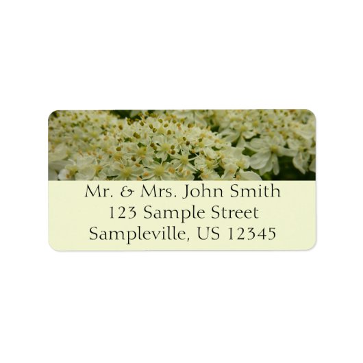 Queen Anne's Lace Wildblume Foto Adressaufkleber (Vorne)