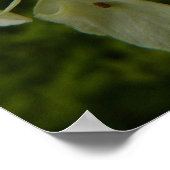 Queen Anne's Lace Wildblume Foto Poster (Ecke)