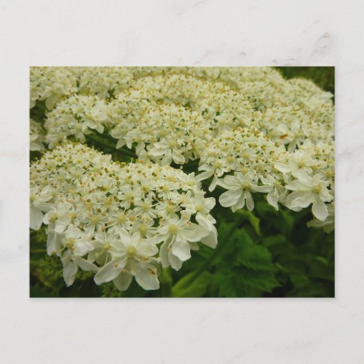 Queen Anne's Lace Wildblume Foto Postkarte (Vorderseite)