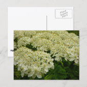 Queen Anne's Lace Wildblume Foto Postkarte (Vorne/Hinten)