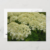 Queen Anne's Lace Wildblume Foto Postkarte (Vorne/Hinten)