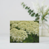 Queen Anne's Lace Wildblume Foto Postkarte (Stehend Vorderseite)