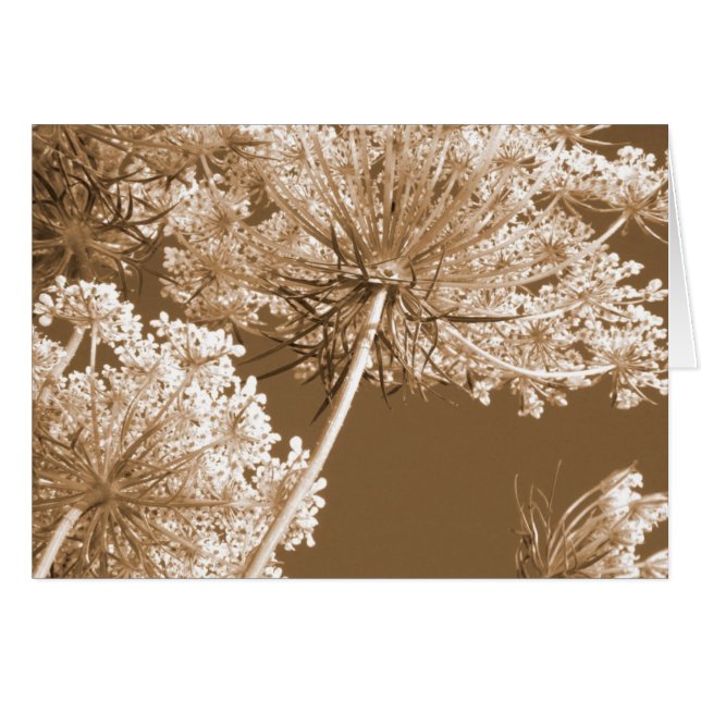 Queen Ann's Lace (Vorderseite (Horizontal))