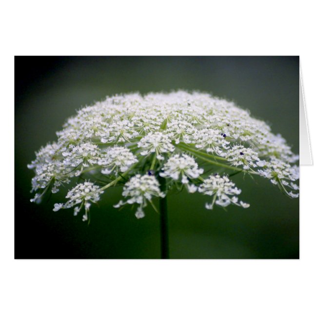 Queen Ann's Lace-Blume (Vorderseite (Horizontal))