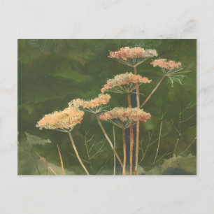 QUEEN ANN'S LACE by SHARON SHARPE Postkarte