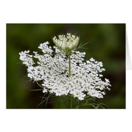 Queen Ann's Lace Double nehmen (Vorderseite (Horizontal))