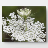 Queen Ann's Lace Fotoplatte (Vorderseite)