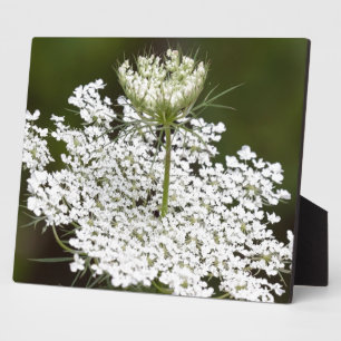 Queen Ann's Lace Fotoplatte