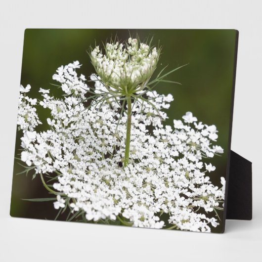 Queen Ann's Lace Fotoplatte (Seite)