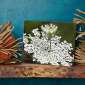 Queen Ann's Lace Fotoplatte (Seite)