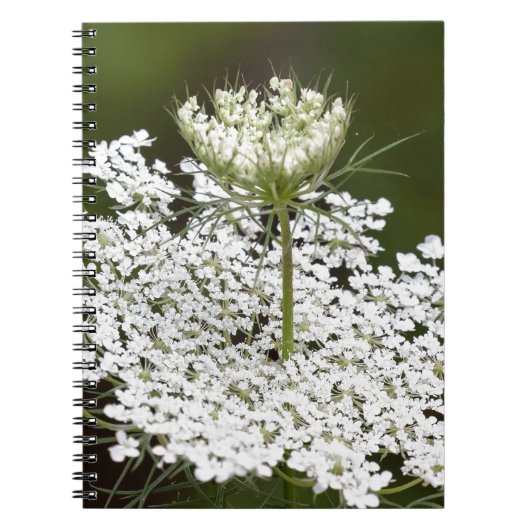 Queen Ann's Lace Notizblock (Vorderseite)