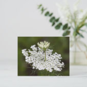 Queen Ann's Lace Postkarte (Stehend Vorderseite)
