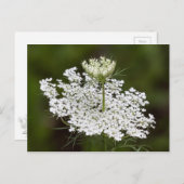 Queen Ann's Lace Postkarte (Vorne/Hinten)