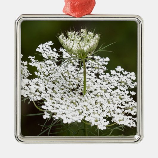 Queen Ann's Lace Silbernes Ornament (Vorne)