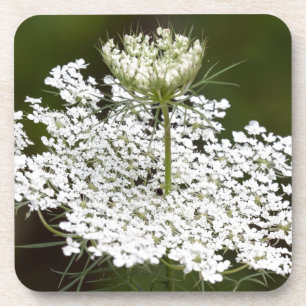 Queen Ann's Lace Untersetzer