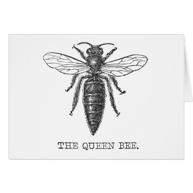 Queen Bee Bug Insect Antike Illustration (Vorderseite (Horizontal))
