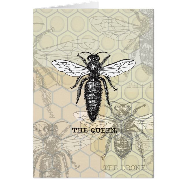 Queen Bee Bug Insect Antike Illustration (Vorne)