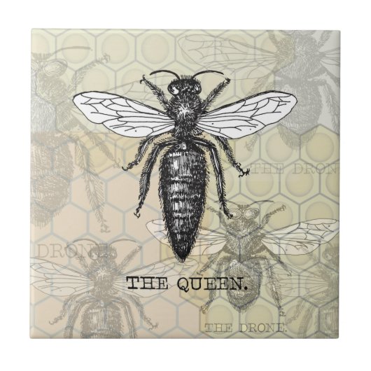 Queen Bee Bug Insect Antike Illustration Fliese (Vorderseite)