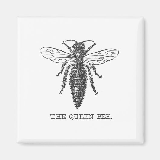 Queen Bee Bug Insect Antike Illustration Magnet (Vorne)