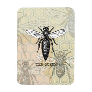 Queen Bee Bug Insect Antike Illustration Magnet