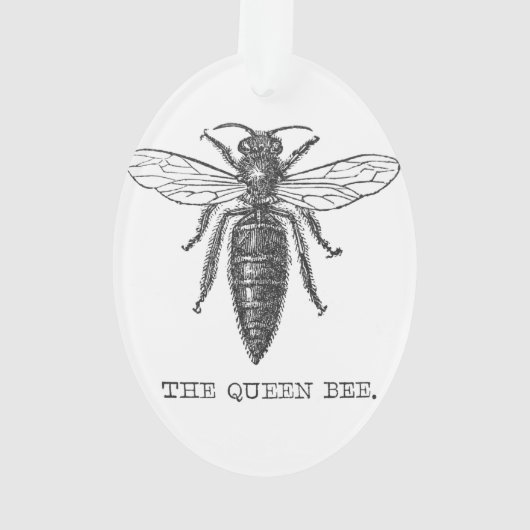 Queen Bee Bug Insect Antike Illustration Ornament (Rückseite)