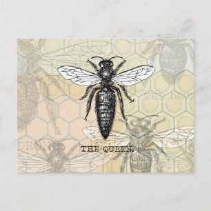 Queen Bee Bug Insect Antike Illustration Postkarte
