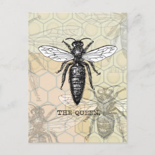 Queen Bee Bug Insect Antike Illustration Postkarte