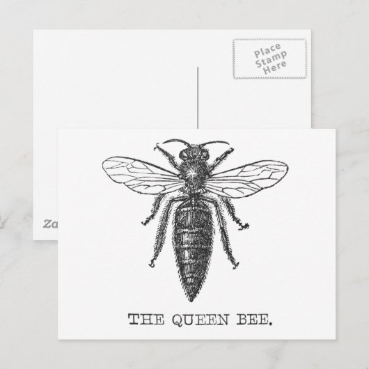 Queen Bee Bug Insect Antike Illustration Postkarte (Vorne/Hinten)