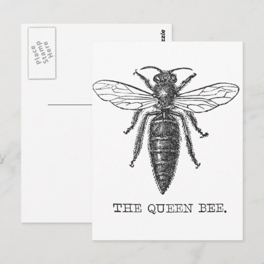 Queen Bee Bug Insect Antike Illustration Postkarte (Vorne/Hinten)