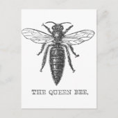 Queen Bee Bug Insect Antike Illustration Postkarte (Vorderseite)