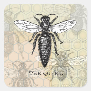 Queen Bee Bug Insect Antike Illustration Quadratischer Aufkleber