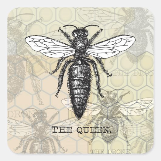 Queen Bee Bug Insect Antike Illustration Quadratischer Aufkleber (Vorderseite)