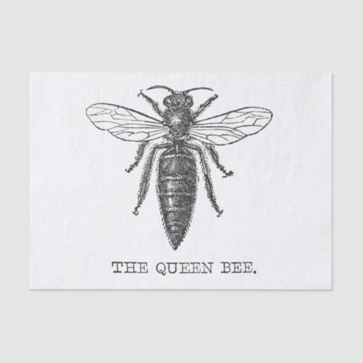 Queen Bee Bug Insect Antike Illustration Seidenpapier (Vorderseite)
