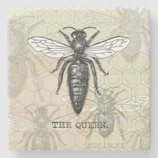 Queen Bee Bug Insect Antike Illustration Steinuntersetzer (Vorderseite)