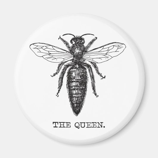 Queen Bee Illustration Classic Zeichnend Magnet (Vorne)