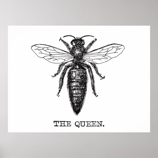 Queen Bee Illustration Classic Zeichnend Poster (Vorne)