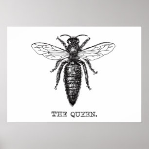Queen Bee Illustration Classic Zeichnend Poster