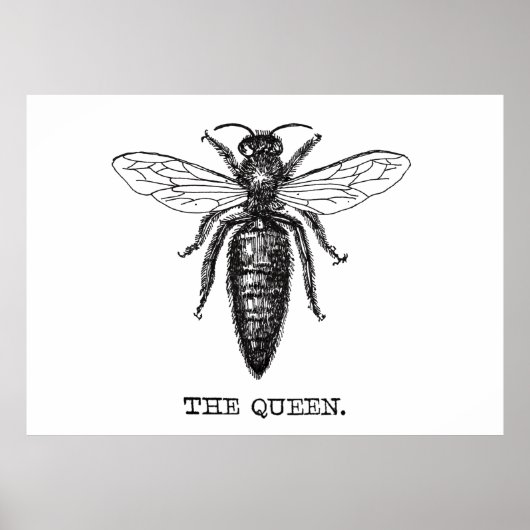 Queen Bee Illustration Classic Zeichnend Poster (Vorne)
