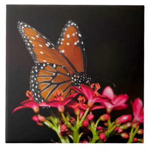 Queen Butterfly auf rosa Blume Fliese