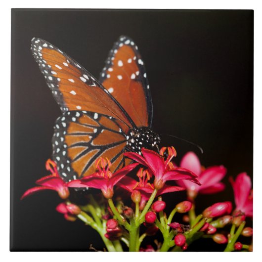 Queen Butterfly auf rosa Blume Fliese (Vorderseite)