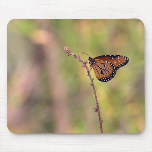 Queen Butterfly im hellen Foto Print Mousepad (Vorne)