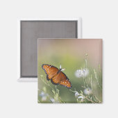 Queen Butterfly im Morgenlicht Magnet (Vorderseite/Rückseite)