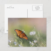 Queen Butterfly im Morgenlicht Postkarte (Vorne/Hinten)