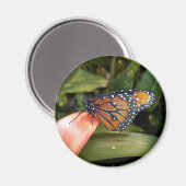 Queen Butterfly Magnet (Vorderseite/Rückseite)