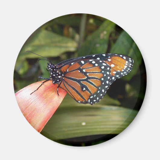 Queen Butterfly Magnet (Vorne)