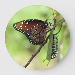 Queen Butterfly / Monarch Raupe - Wall Clock Große Wanduhr