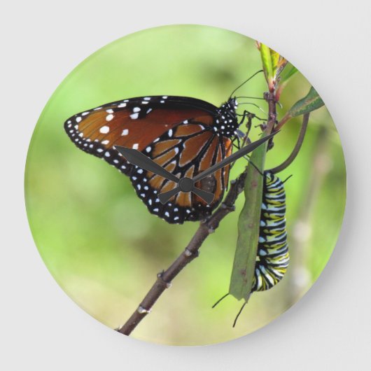 Queen Butterfly / Monarch Raupe - Wall Clock Große Wanduhr (Vorderseite)