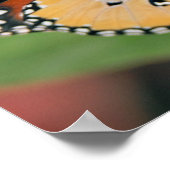 Queen Butterfly Poster Print (Ecke)